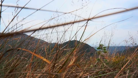 Mountain grass Stock Footage 95545417