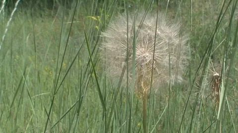 Mountain grass land Video stock 493570