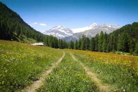 Mountain grass Stock Photos