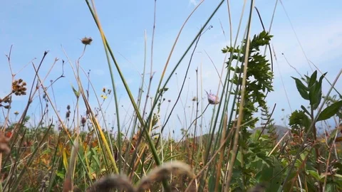 Mountain grass variety Stock Footage 95545603