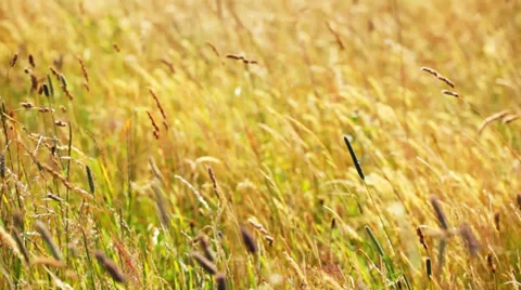 Mountain grass on wind Stock Footage 35963661