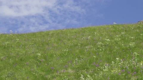 Mountain grassland (forb) steppe Stock Footage 149146946