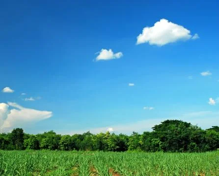 Mountain green grass Stock Photos