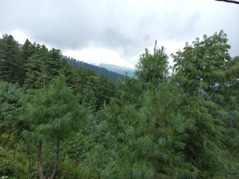 The mountain green tree in the forest Stock Photos