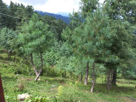 The mountain green tree in the forest Stock Photos