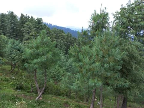 The mountain green tree in the forest Stock Photos
