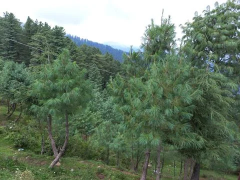 The mountain green tree in the forest Stock Photos