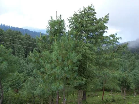 The mountain green tree in the forest Stock Photos