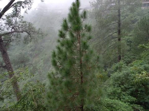 The mountain green tree in the forest Stock Photos