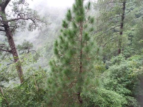 The mountain green tree in the forest Stock Photos