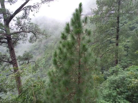 The mountain green tree in the forest Stock Photos