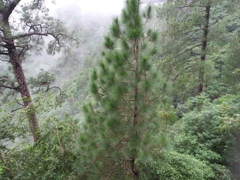 The mountain green tree in the forest Stock Photos