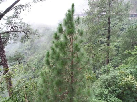 The mountain green tree in the forest Stock Photos