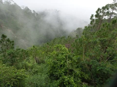 The mountain green tree in the forest Stock Photos