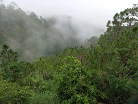 The mountain green tree in the forest Stock Photos