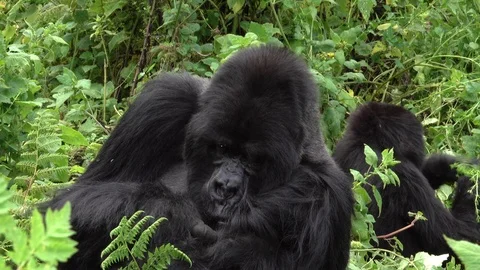 Mountain Groilla. The Silverback is cleaning his hair. Virunga, Africa Video stock 83168192