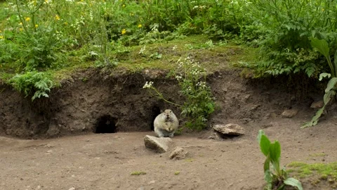 Mountain ground squirrels at their burrows: life and habits in the natural 库存影片 342713598