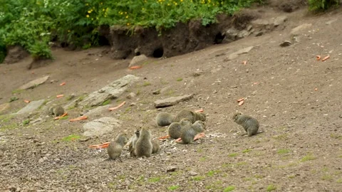 Mountain ground squirrels at their burrows: life and habits in the natural 库存影片 342713722