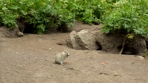 Mountain ground squirrels at their burrows: life and habits in the natural Stock Footage 342713724