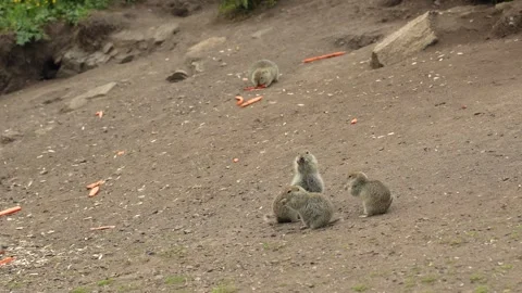 Mountain ground squirrels at their burrows: life and habits in the natural Stock Footage 342713797
