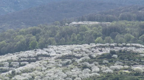 Mountain with half the slope full of cherry trees in bloom Stock Footage 49034472