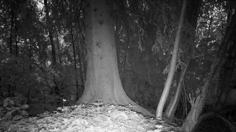 A mountain hare is disappearing behind a tree on a rainy summer night Stock Footage 327658334