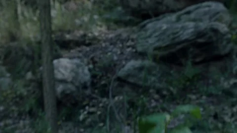 Mountain hare Stock Footage 235269670