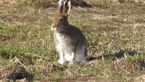 Mountain hare (Lepus timidus) eats the grass Stock Footage 280676492
