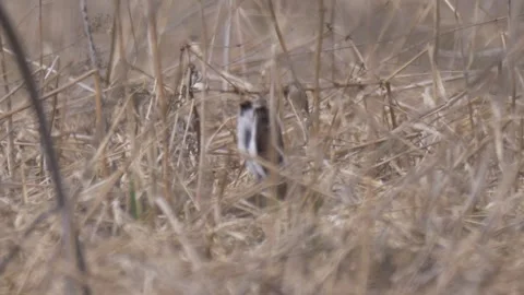 Mountain hare (Lepus timidus) eats in the dry grass Stock Footage 283911054