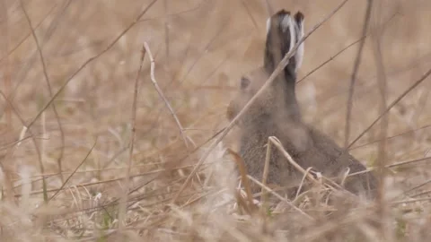 Mountain hare (Lepus timidus) eats  in the grass Stock Footage 283911112