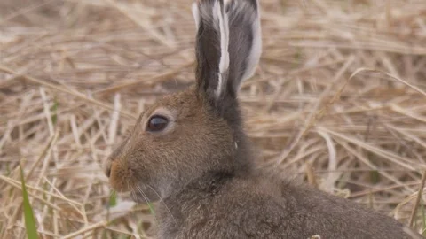 Mountain hare (Lepus timidus) eats in the dry grass close-up Stock Footage 283911136