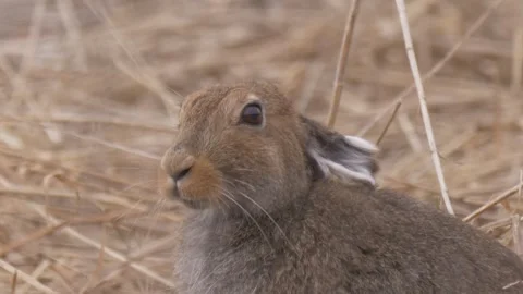 Mountain hare (Lepus timidus) eats grass Stock Footage 283912002