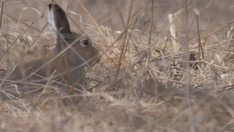 Mountain hare (Lepus timidus) hides in the dry grass Stock Footage 283911066