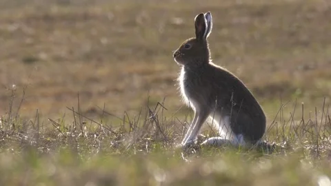 Mountain hare (Lepus timidus) looks around then runs Video stock 280676361