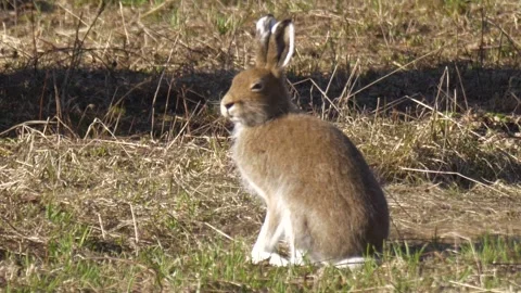 Mountain hare (Lepus timidus) looks around Stock Footage 280676436