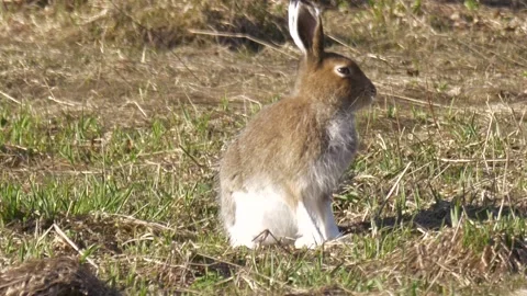 Mountain hare (Lepus timidus) looks in the grass Stock Footage 280688772