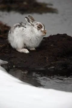 Mountain hare, Lepus timidus Stock Photos
