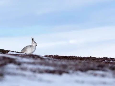 Mountain hare, Lepus timidus Foto stock