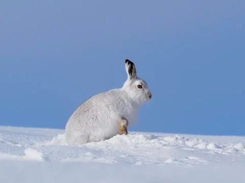 Mountain hare, Lepus timidus Stock Photos