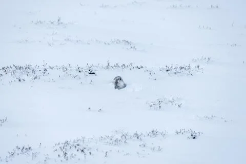 Mountain hare (Lepus timidus) Stock Photos