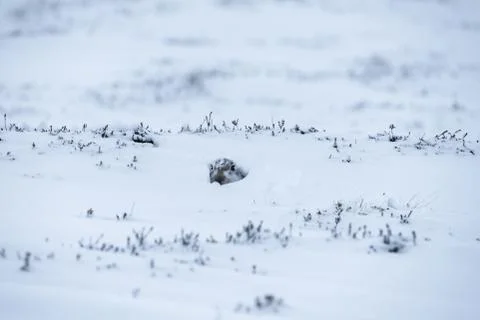 Mountain hare (Lepus timidus) Foto stock