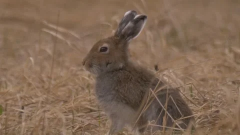 Mountain hare (Lepus timidus) sits in the dry grass Video stock 283911043