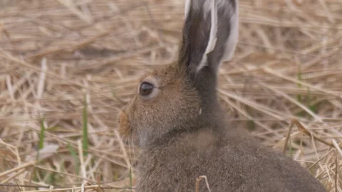 Mountain hare (Lepus timidus) sits in the dry grass close-up Video stock 283911184