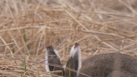 Mountain hare (Lepus timidus) sits and eats grass Stock Footage 283912045