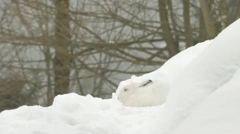 Mountain hare (Lepus timidus) in the snow Stock-Footage 48040421