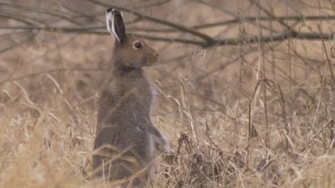 Mountain hare (Lepus timidus) stands in the dry grass Stock Footage 283911012