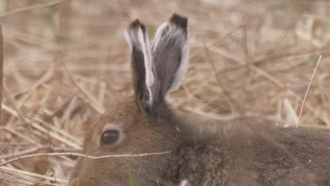 Mountain hare (Lepus timidus) stands in the dry grass and eats Stock-Footage 283911989