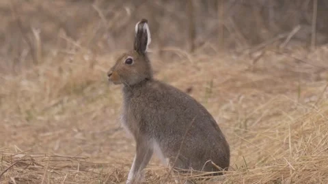 Mountain hare (Lepus timidus) stands in the dry grass then walks Stock Footage 283912083