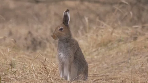 Mountain hare (Lepus timidus) stands in the dry grass and watches in the cam Stock Footage 283912152
