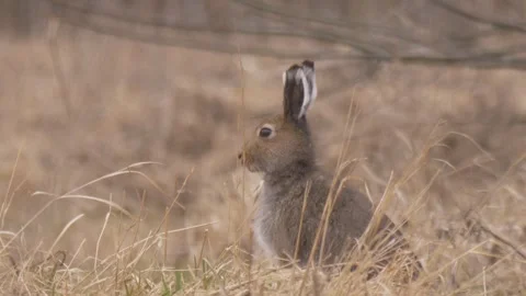 Mountain hare (Lepus timidus) stands in the dry grass and smells Video stock 283912178